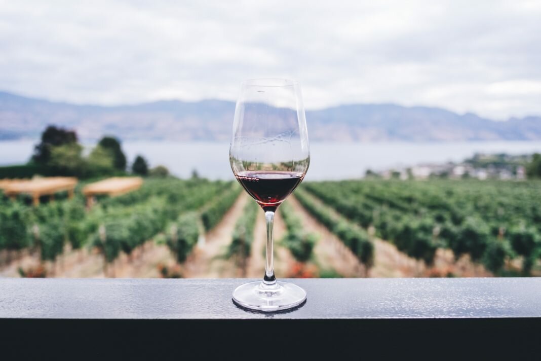 wine glass and vineyard