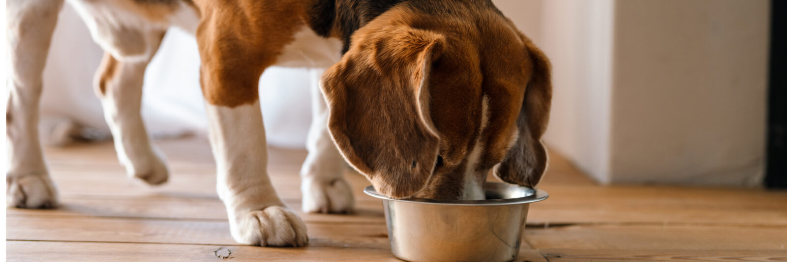 Beagle dog eating from a bowl indoors 2025/01/AdobeStock_500091202.jpeg 